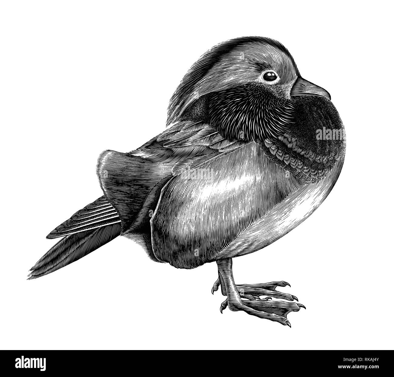 Antique de Canard Mandarin dessiner à main vintage clipart gravure isolé sur fond blanc Illustration de Vecteur