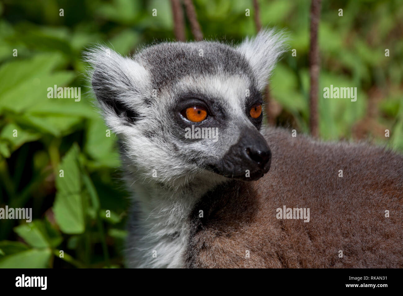 Ring-tailed lémuriens dans le soleil Banque D'Images