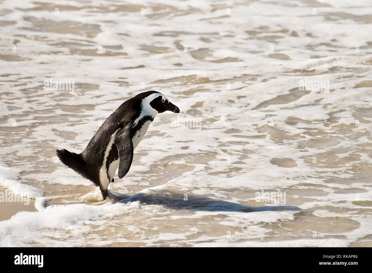 Pingouins africains, des rochers National Park, Afrique du Sud Banque D'Images