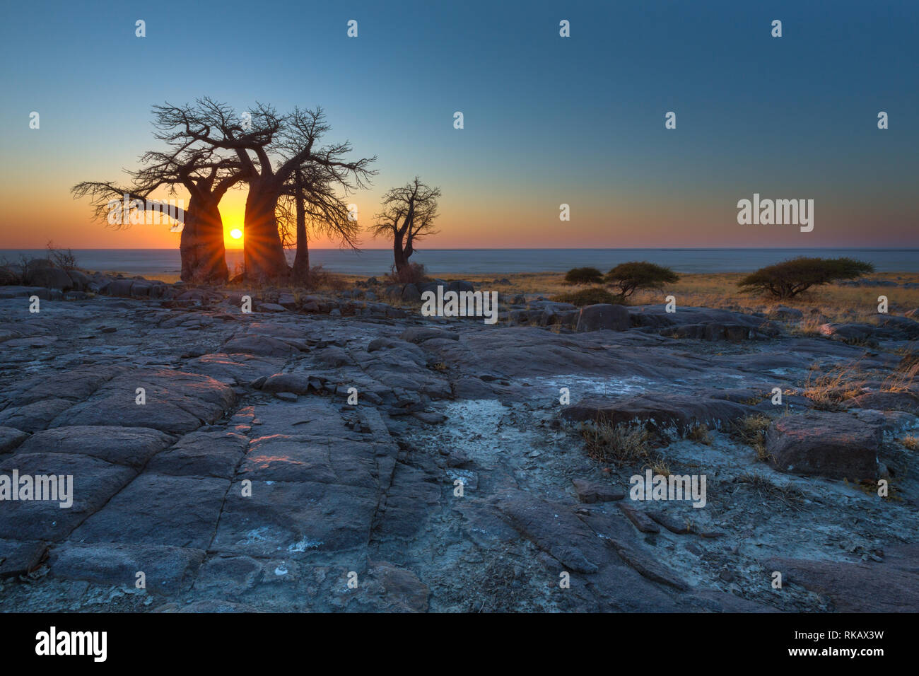 Lever du soleil sur les Baobabs Banque D'Images