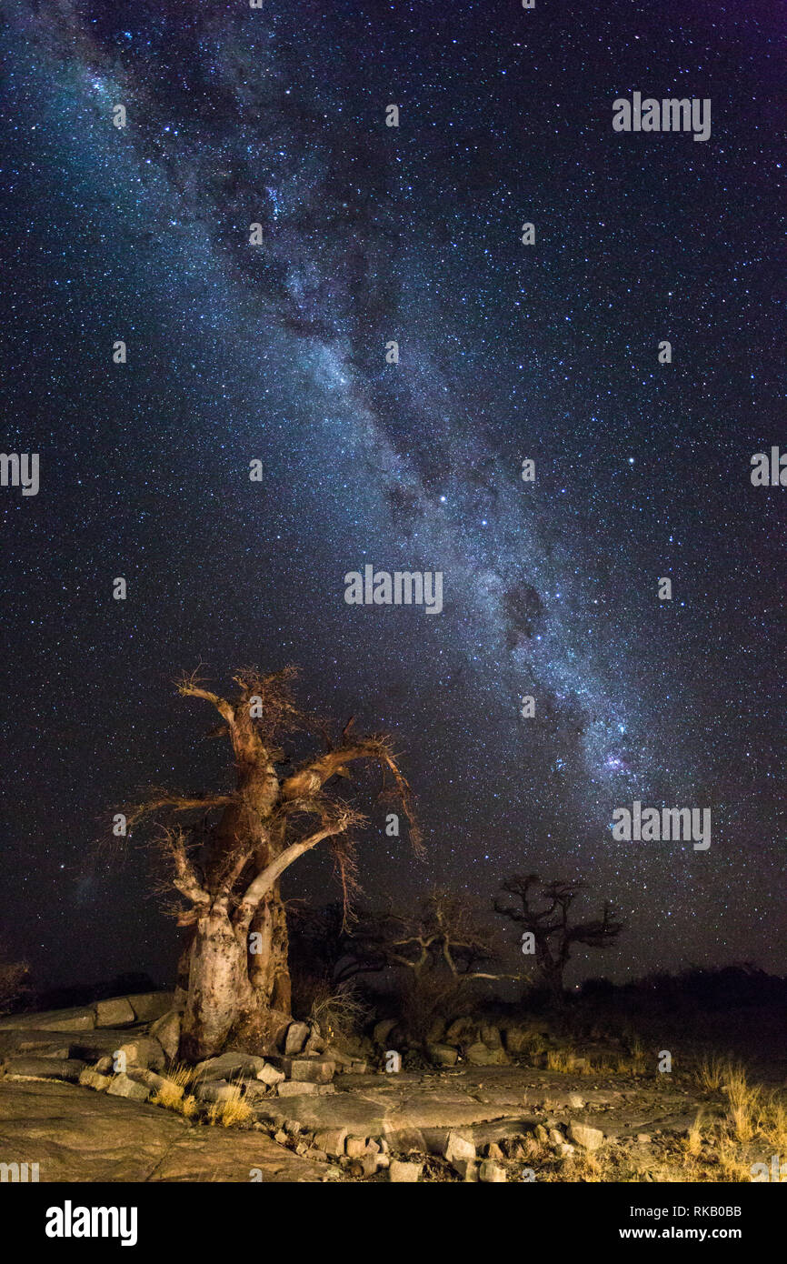 Milkyway et les baobabs Banque D'Images
