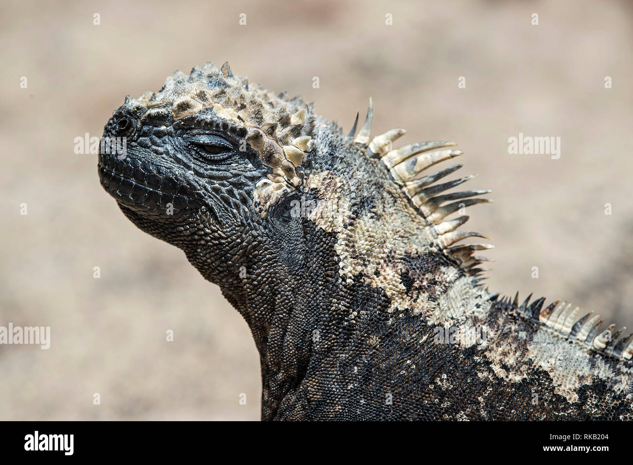 Iguane marin Amblyrhynchus cristatus albemarlensis, Isabela Island, îles Galapagos, Equateur Banque D'Images