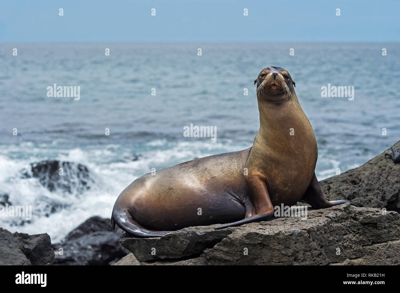 Lion de mer Galapagos (Zalophus wollebaeki) assis sur des roches de lave, endémique de l'Île Floreana, Galapagos, îles Galapagos, Equateur Banque D'Images