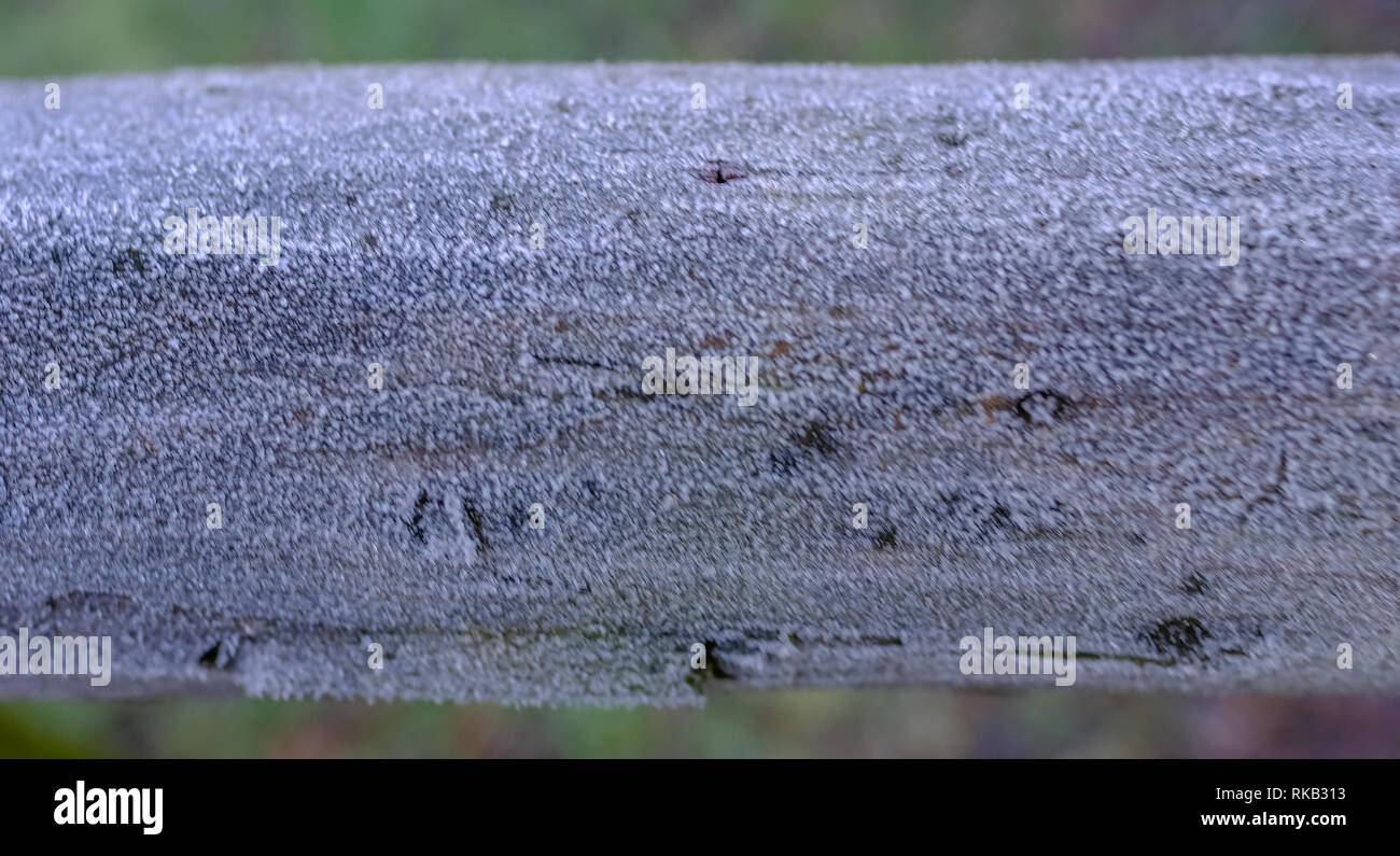 Branche Horizontale couverte en hiver le gel et un fond diffus. Banque D'Images