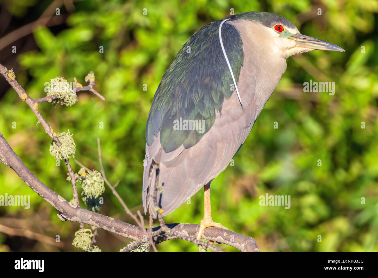 Des profils bihoreau gris (Nycticorax nycticorax), San Francisco, California, United States. Banque D'Images