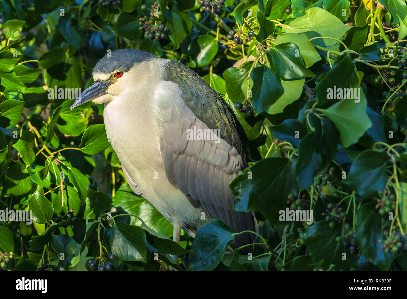 Des profils bihoreau gris (Nycticorax nycticorax), San Francisco, California, United States. Banque D'Images