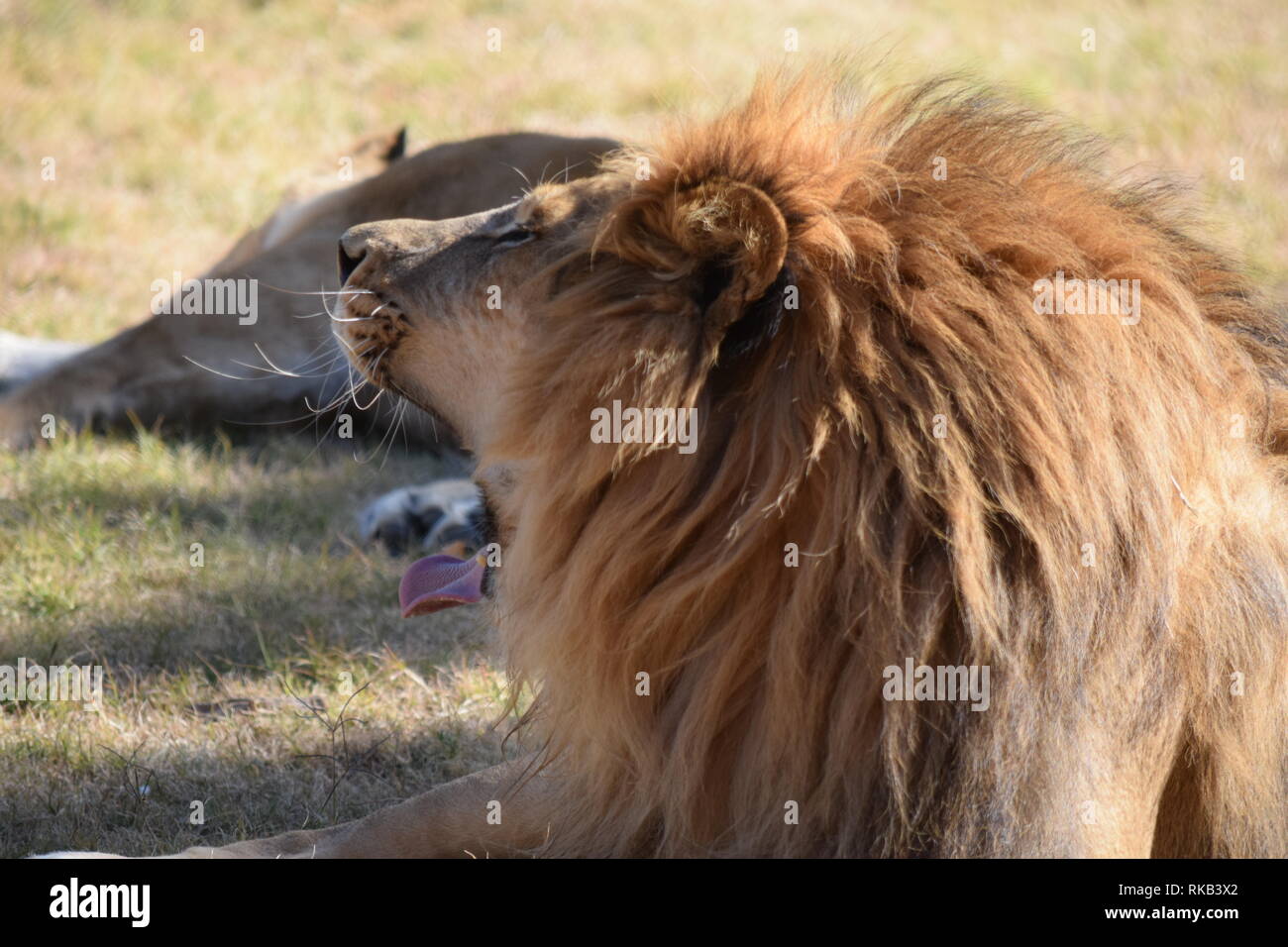 Un beau mâle lion à la Wildlife World Zoo en Arizona Banque D'Images