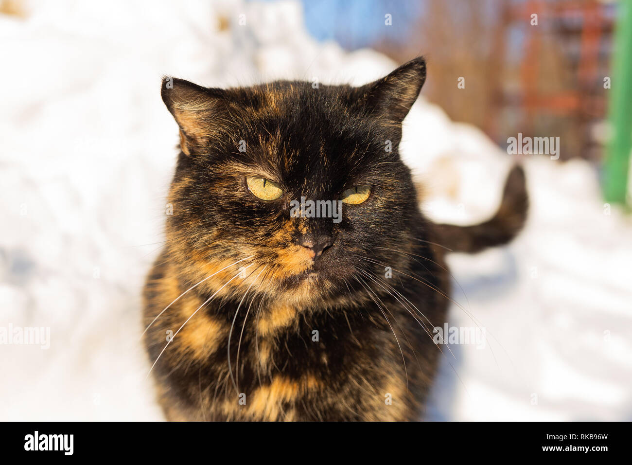Drole De Visage De Cute Plate Chat Adulte Debout A L Exterieur Dans La Neige Sur Journee Ensoleillee D Hiver Photographie Couleur Horizontal Photo Stock Alamy