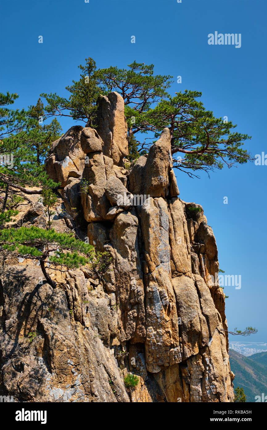 Pine Tree et rock cliff , Parc National de Seoraksan, Corée du Sud Banque D'Images