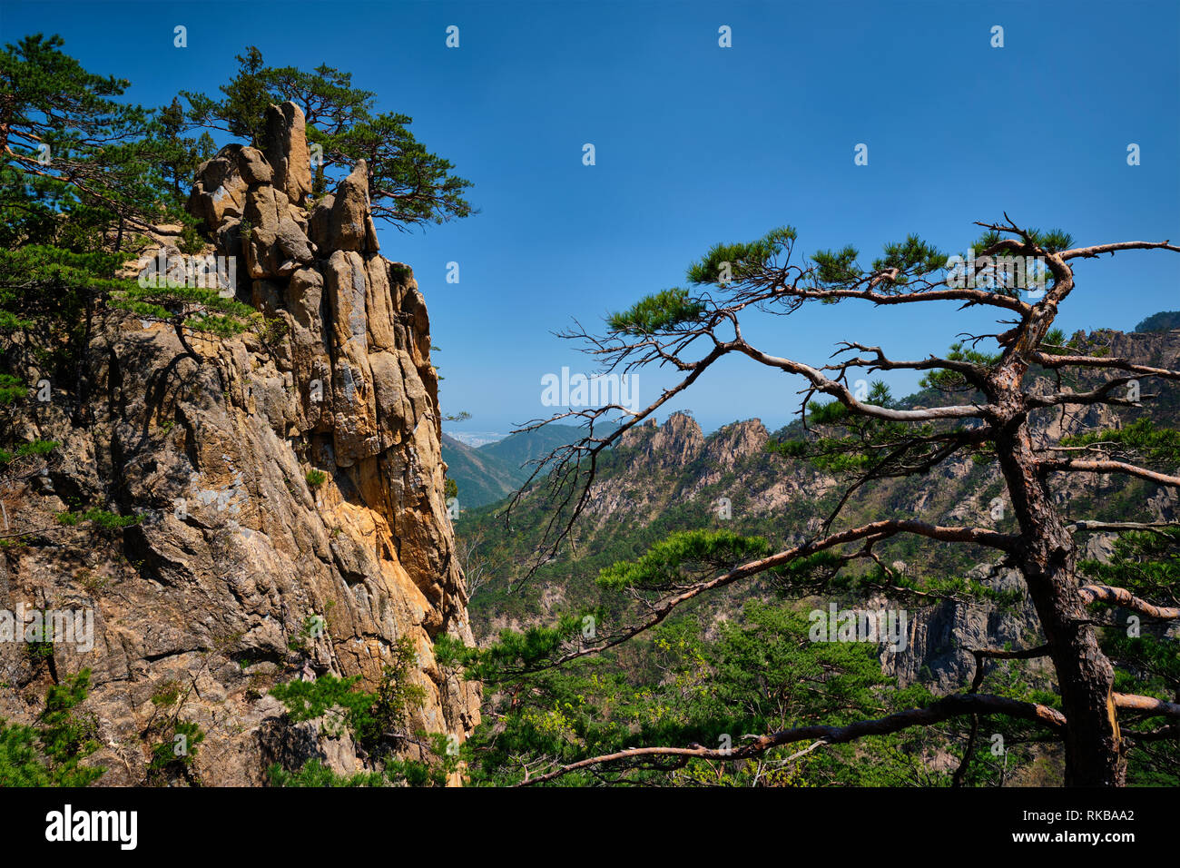 Pine Tree et rock cliff , Parc National de Seoraksan, Corée du Sud Banque D'Images
