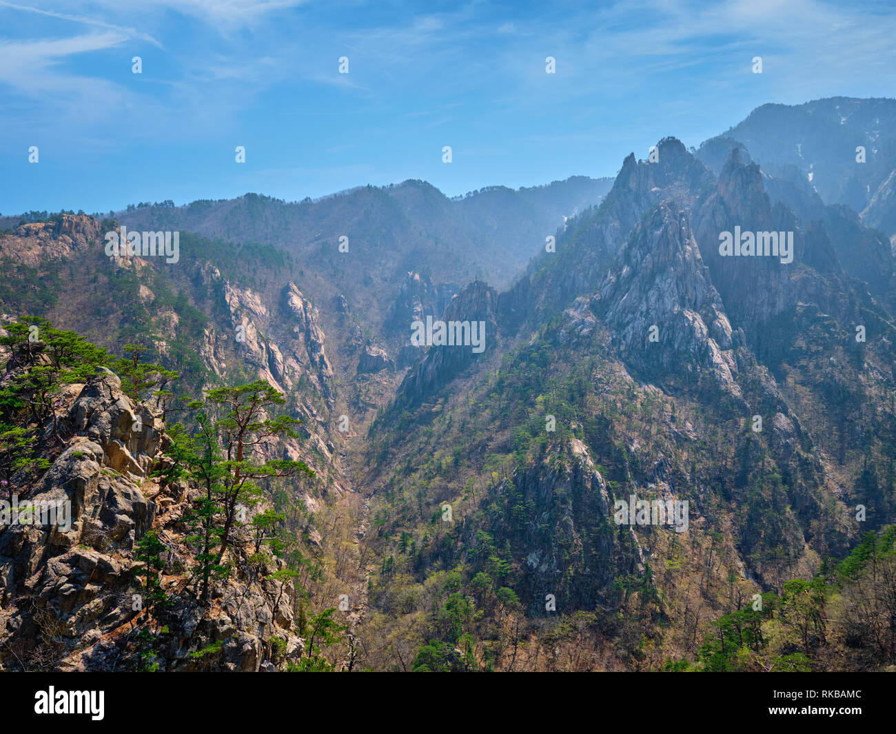 Pine Tree et rock cliff , Parc National de Seoraksan, Corée du Sud Banque D'Images