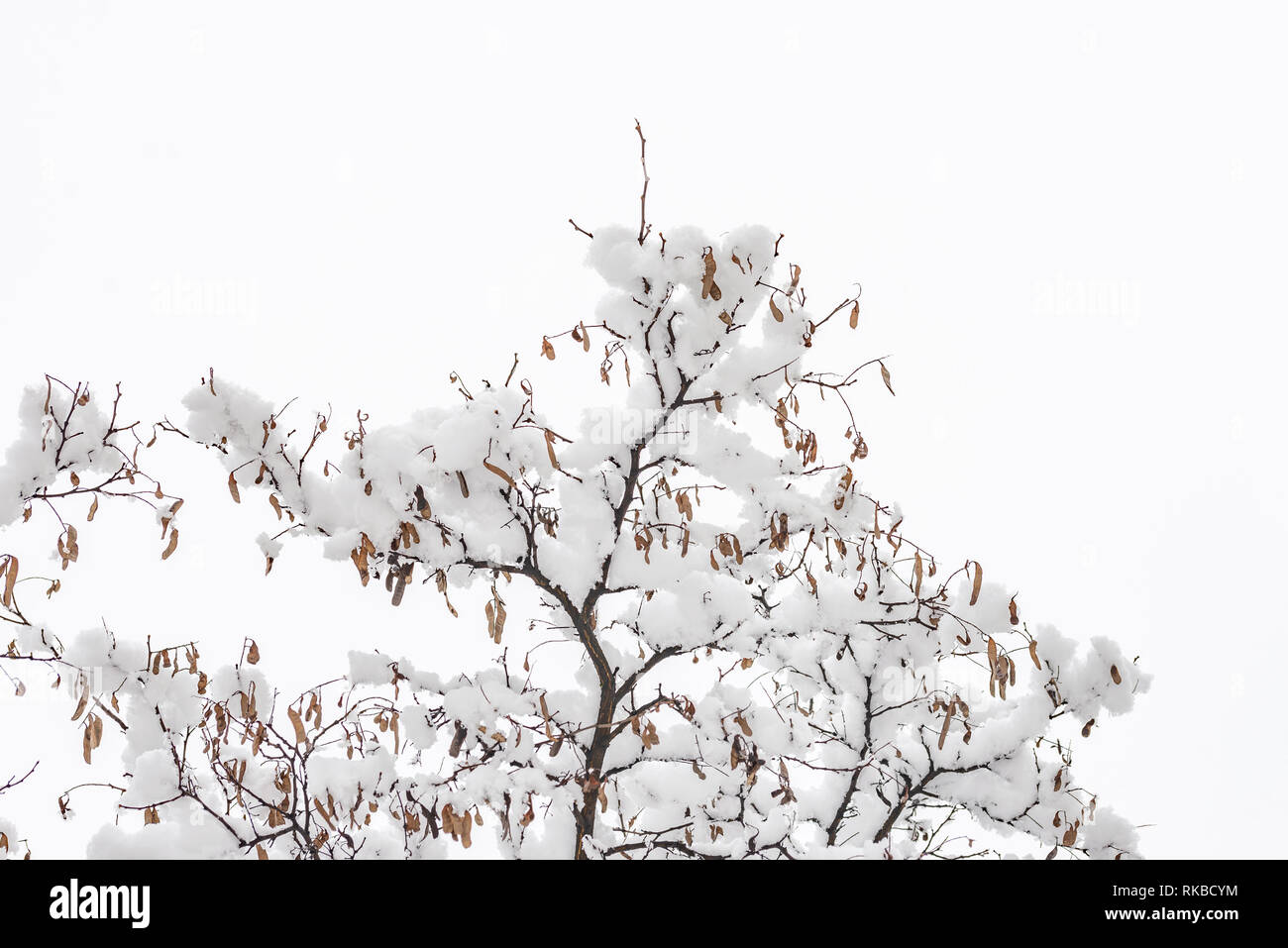 Libre d'une branche d'acacia avec gousses sèches couvertes par la neige fraîche sur elle pendant l'hiver froid Banque D'Images