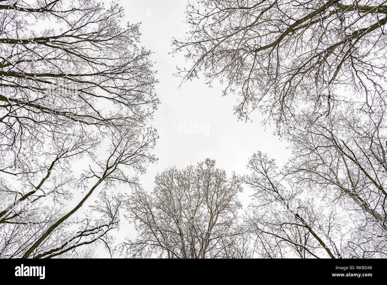 Regardant le ciel à travers les saules et les peupliers arbres fcovered par la neige au cours d'un hiver froid et glacial de l'hiver Banque D'Images