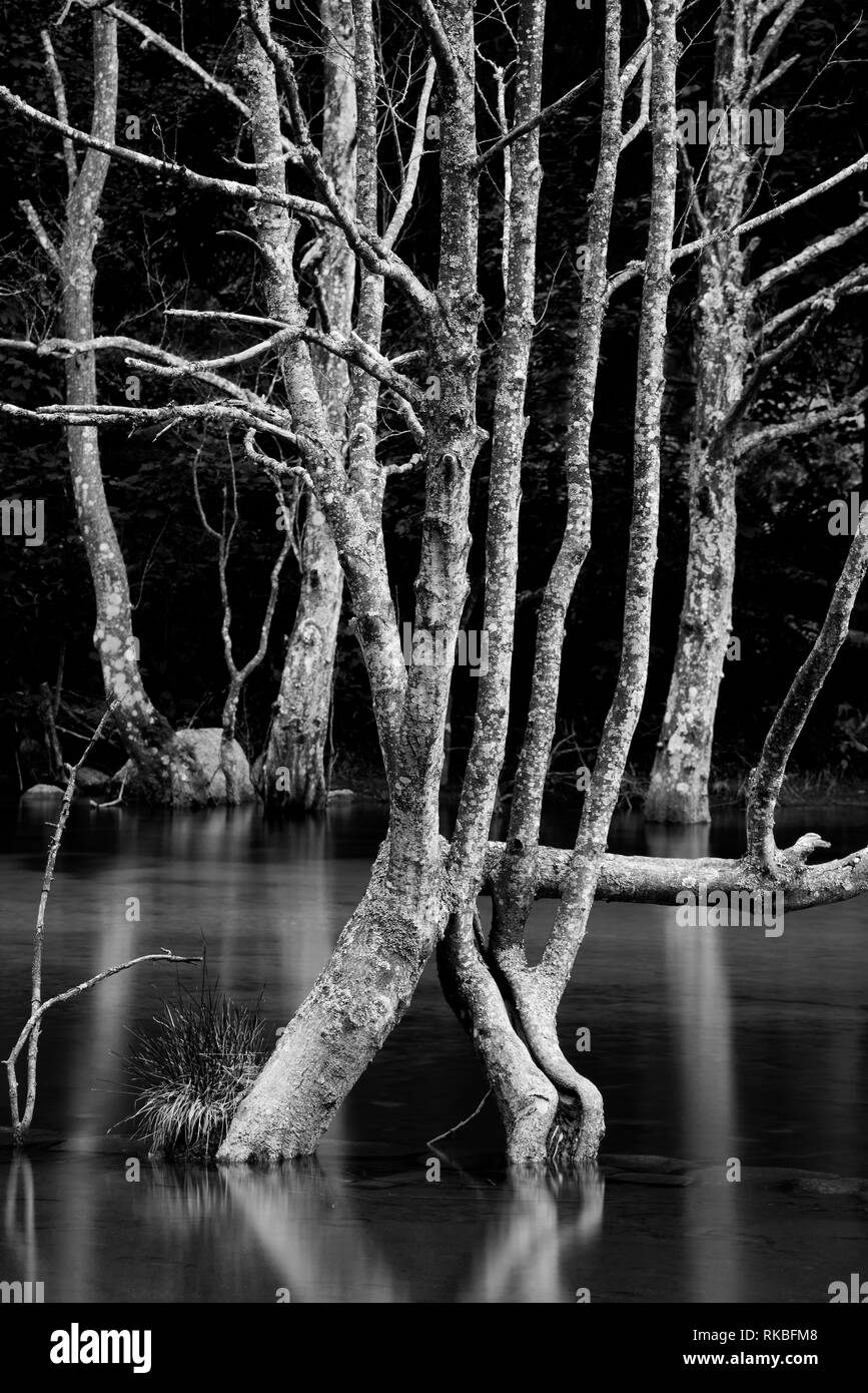 Les branches d'arbres dans l'eau du lac Banque D'Images