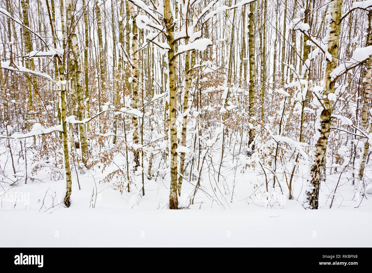 Paysage d'hiver avec des arbres Banque D'Images