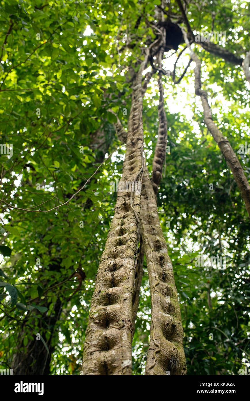 Le feuillage de la forêt tropicale : Liana jungle vine. Le Parc National Tayrona, Colombie. Sep 2018 Banque D'Images Le feuillage de la forêt tropicale : Liana jungle vine. Le Parc National Tayrona, Colombie. Sep 2018 Banque D'Images