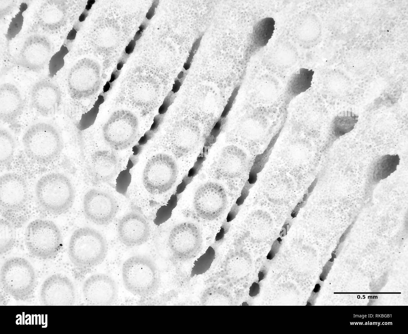 Extreme macro photographie (microphotographie) de Sand Dollar (Clypeasteroida) shell, champ de vision est d'environ 3mm de large Banque D'Images