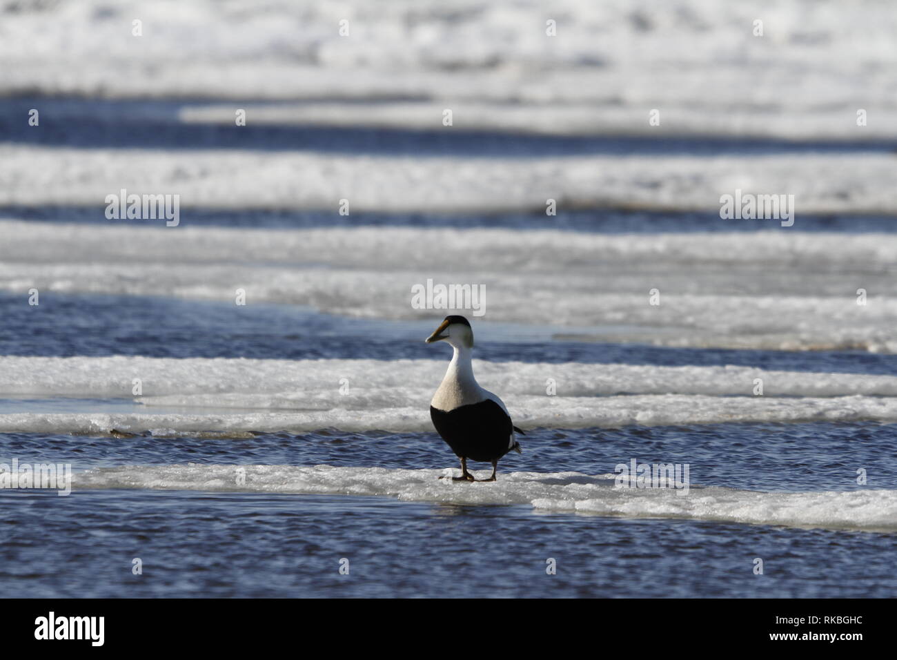 Eider mâle debout sur la glace flottant autour dans le froid eau glacée, près d'Arviat, au Nunavut, Canada Banque D'Images