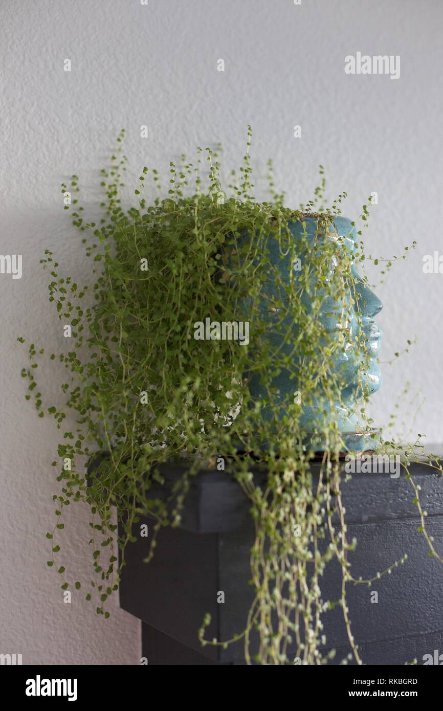 Les Larmes Du Bebe Soleirolia Soleirolii Plante La Croissance D Une Facon Inhabituelle En Forme De Tete De Semoir Photo Stock Alamy