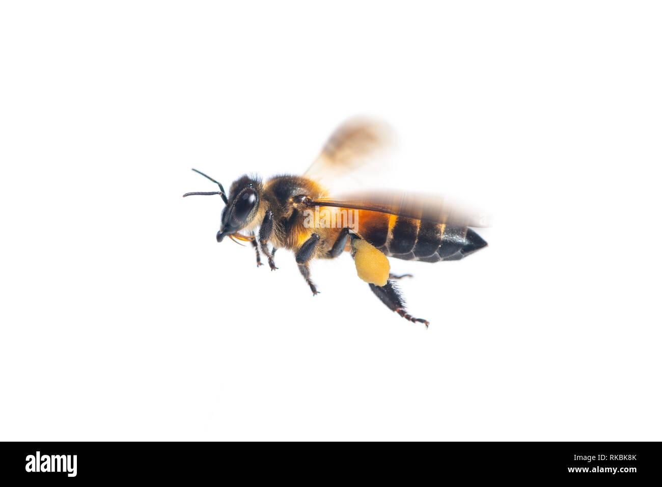 Un gros plan du flying bee isolé sur fond blanc Banque D'Images