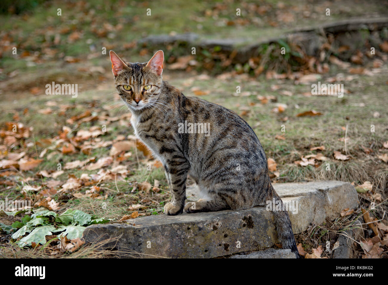 Le chat est assis dans l'herbe et se repose dans le soleil du soir, et constitue pour l'appareil photo Banque D'Images