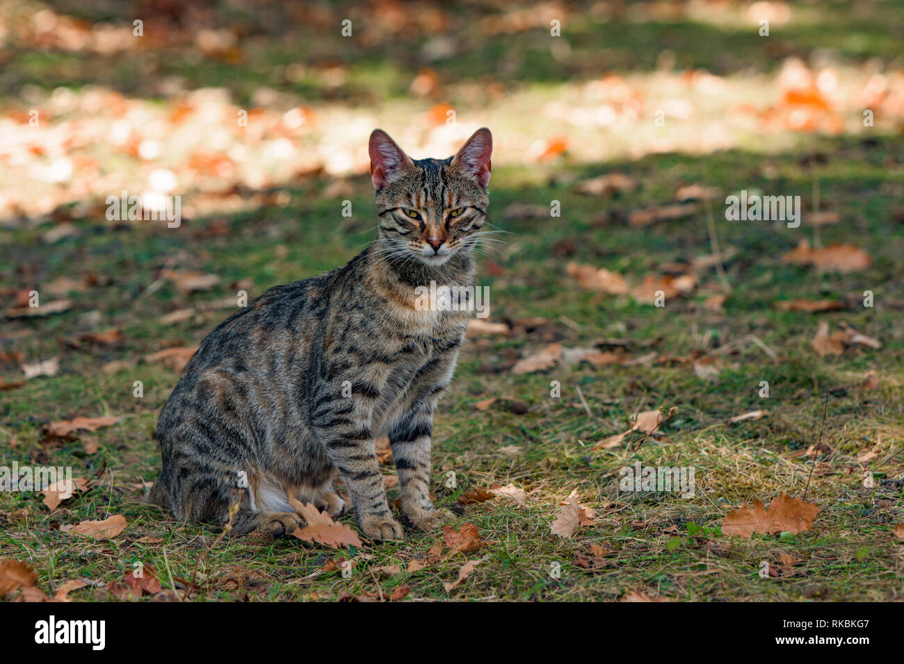 Le chat est assis dans l'herbe et se repose dans le soleil du soir, et constitue pour l'appareil photo Banque D'Images