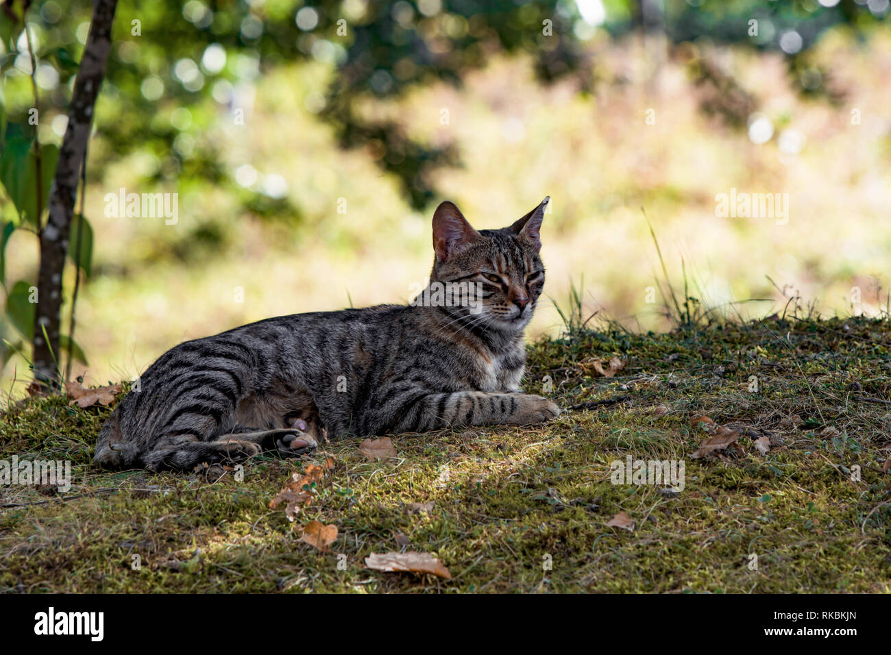 Le chat se trouve dans l'herbe et se repose dans les rayons de soleil du soir Banque D'Images