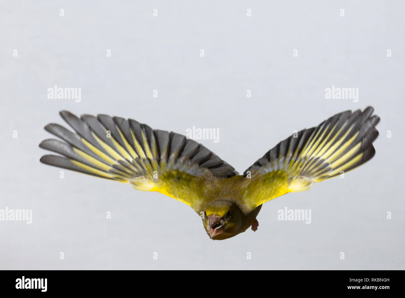 , Grünfink Grünling, Männchen, Flug, Flugbild, fliegend, mit Vogelfutter im Schnabel, Grün-Fink, Chloris chloris, Carduelis chloris, Verdier, homme, Banque D'Images