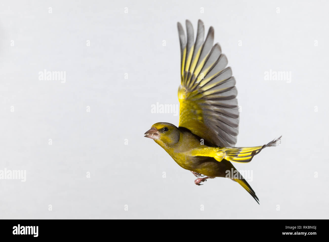 , Grünfink Grünling, Männchen, Flug, Flugbild, fliegend, mit Vogelfutter im Schnabel, Grün-Fink, Chloris chloris, Carduelis chloris, Verdier, homme, Banque D'Images