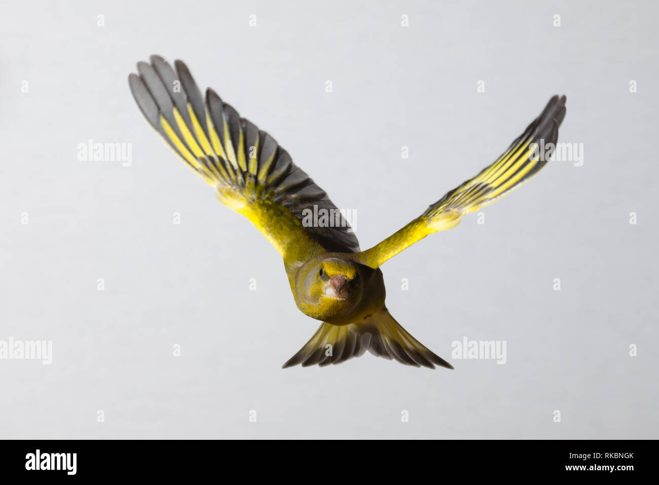 , Grünfink Grünling, Männchen, Flug, Flugbild Grün-Fink fliegend, Chloris chloris,,, Carduelis chloris, Verdier, homme, vol, Verdier d'Europe Banque D'Images