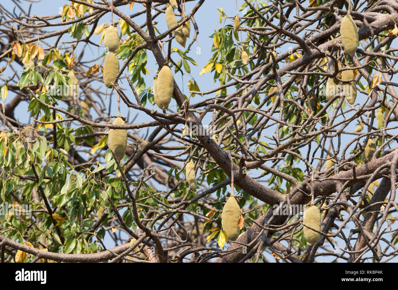 Le fruit du baobab accroché dans un arbre au Botswana Banque D'Images