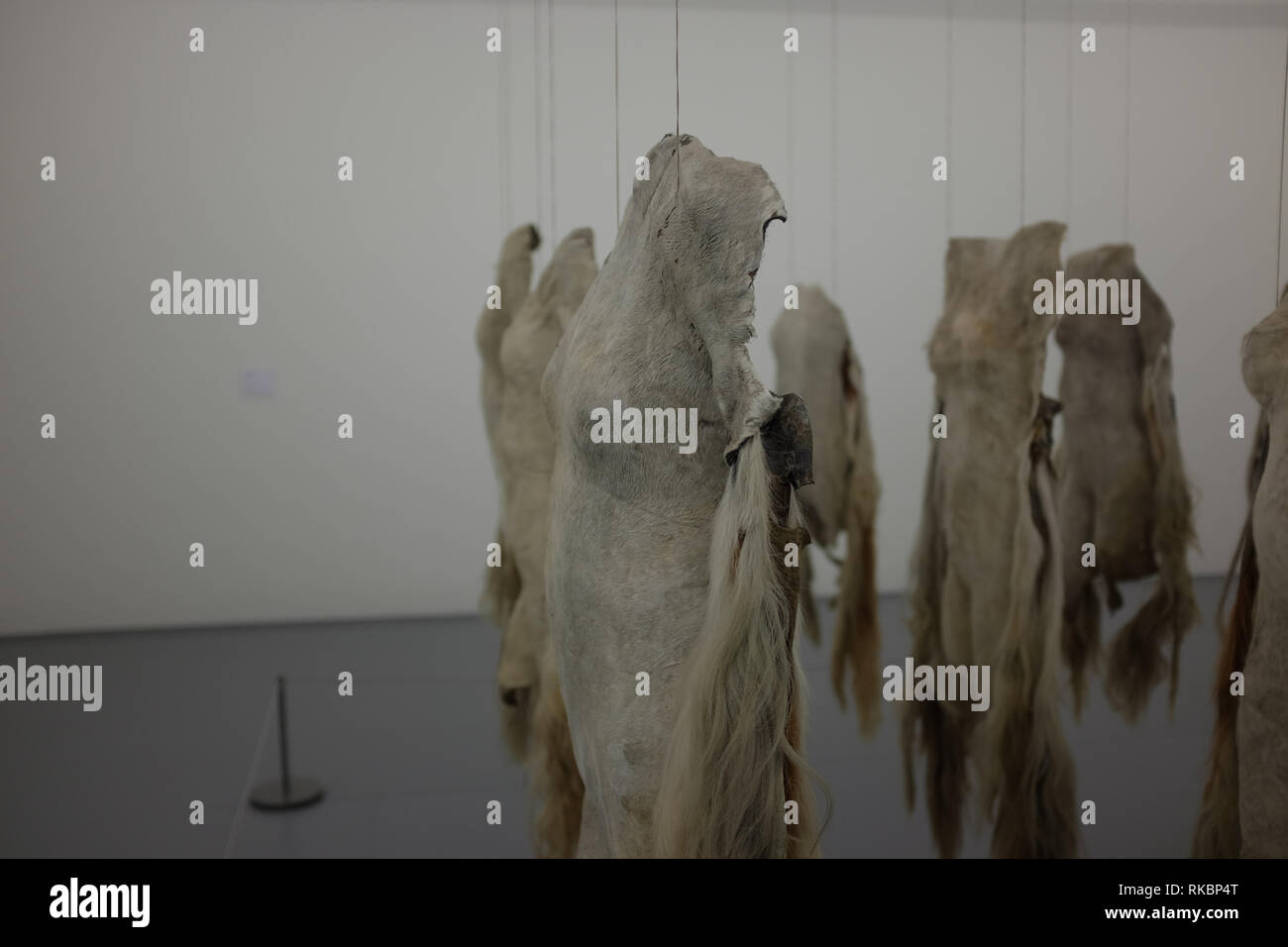 Un coup une installation artistique de peaux de vache en forme de corps humains par NANDIPHA MNTAMBO en Zeitz Choco museum d'art africain au Cap de Banque D'Images