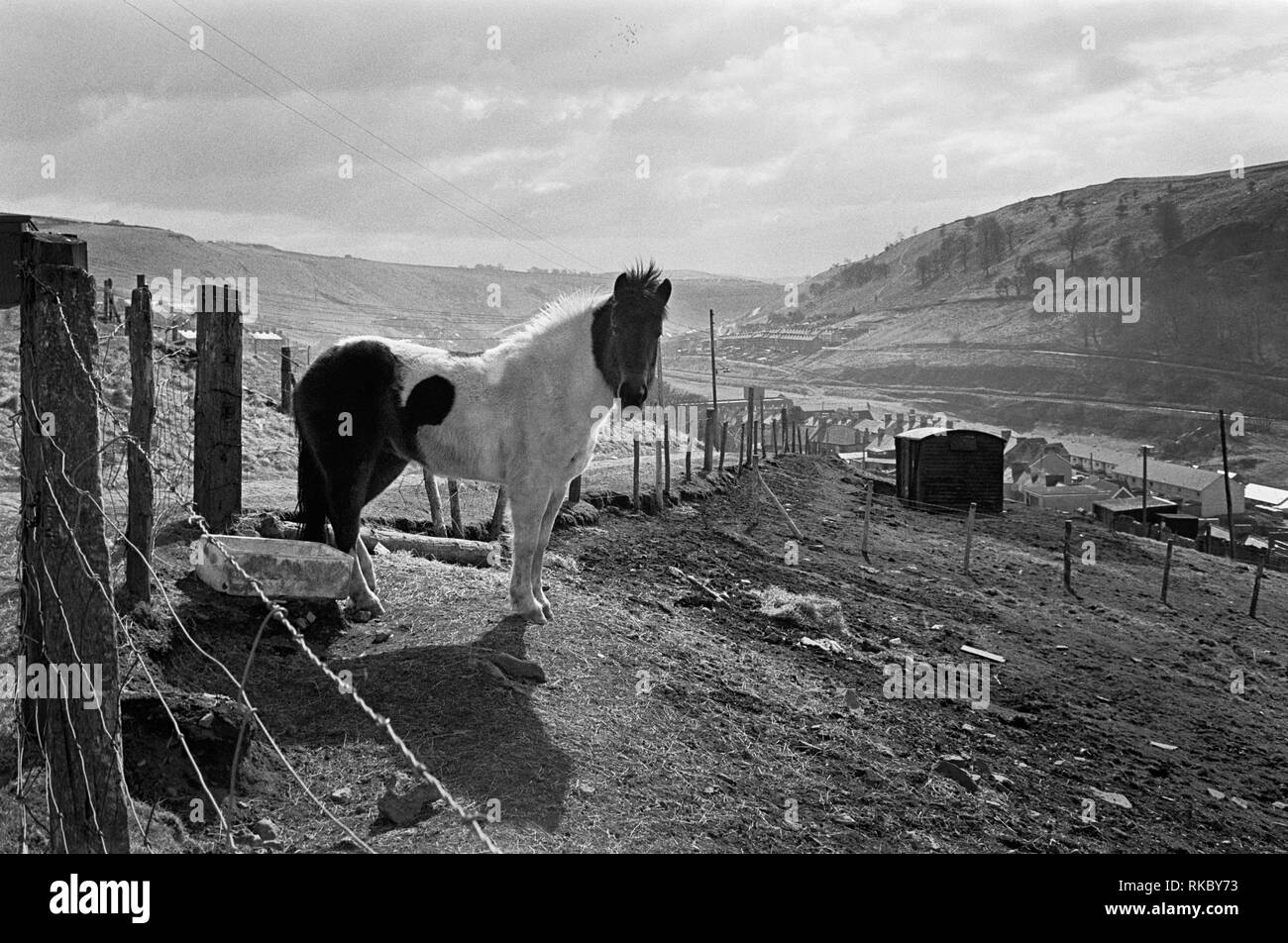 Un Welsh Mountain Pony à Philipstown, New Tredegar, Rhymney Valley, South Wales, 1987 Banque D'Images