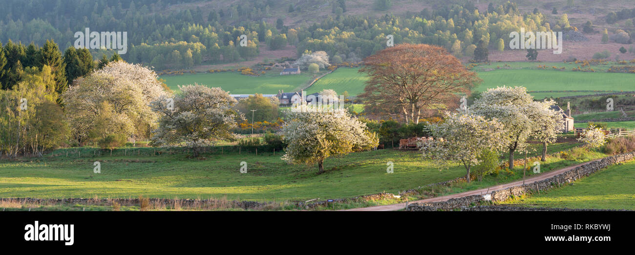 Arbres en fleurs entourent une ferme au printemps dans les régions rurales de l'Aberdeenshire Banque D'Images