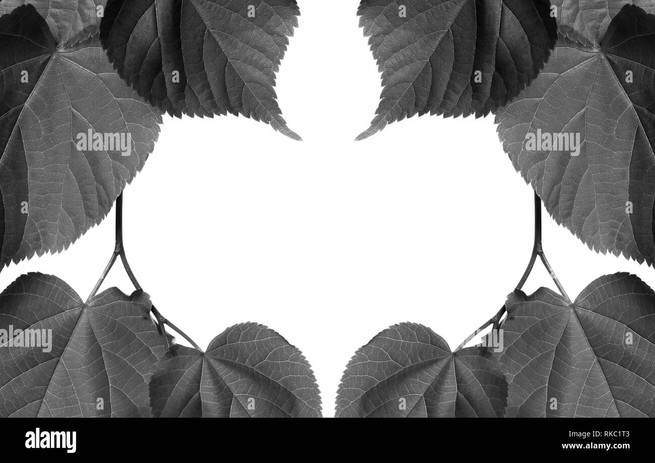 Cadre noir et blanc de tilleul feuilles. Isolé sur fond blanc avec l'exemplaire de l'espace. Banque D'Images