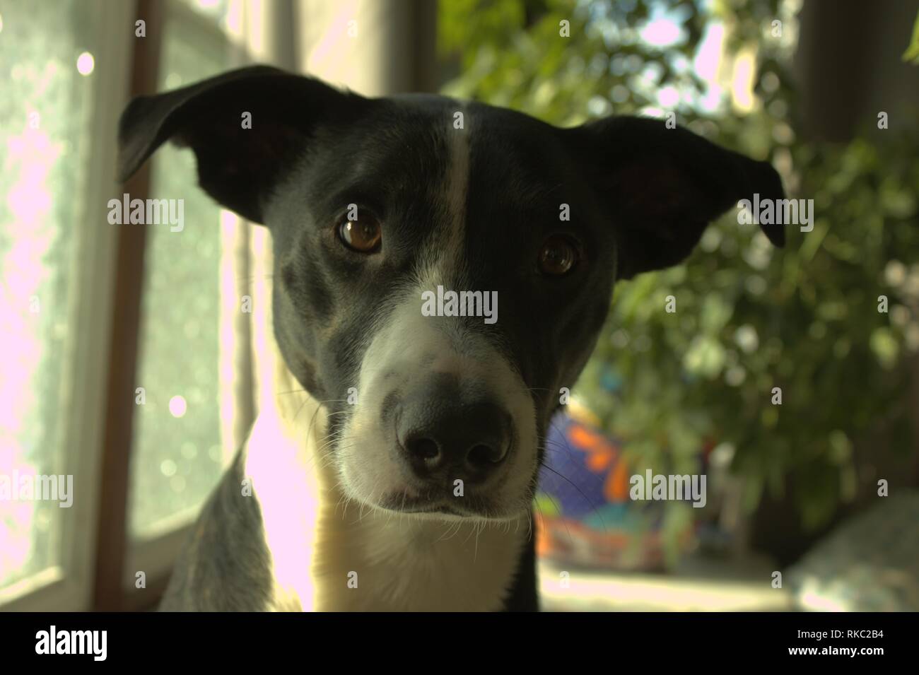 Un chien de terrier Mix très attentif Banque D'Images