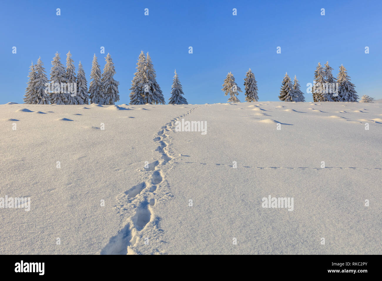 Sapins en hiver dans les montagnes de Bucegi, Roumanie Banque D'Images