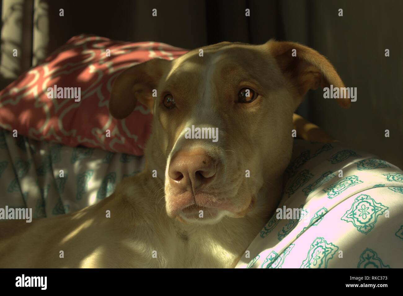 Un mélange de laboratoire chien assis sur une chaise au soleil, regarder par la fenêtre Banque D'Images