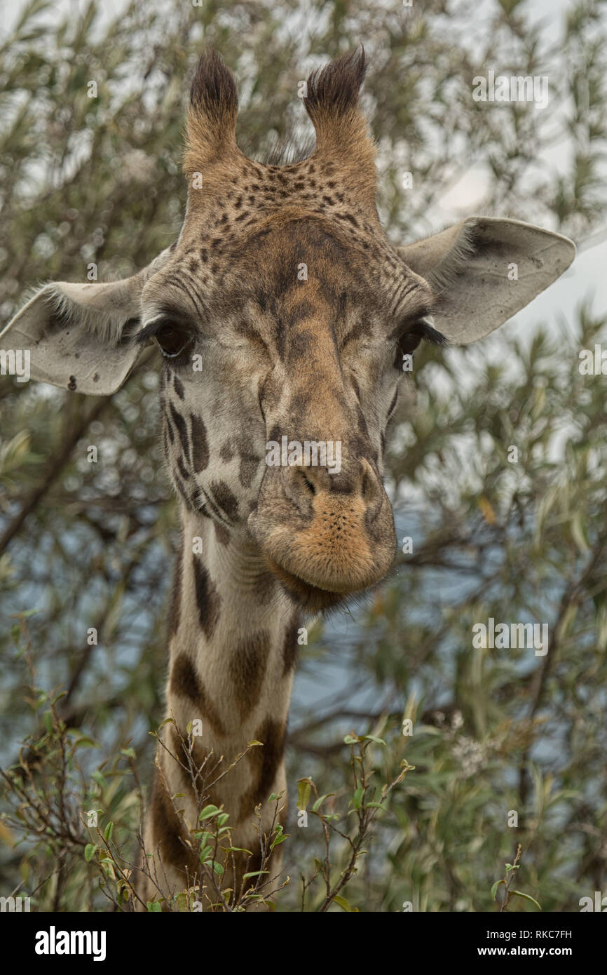 Portrait de girafe Banque D'Images