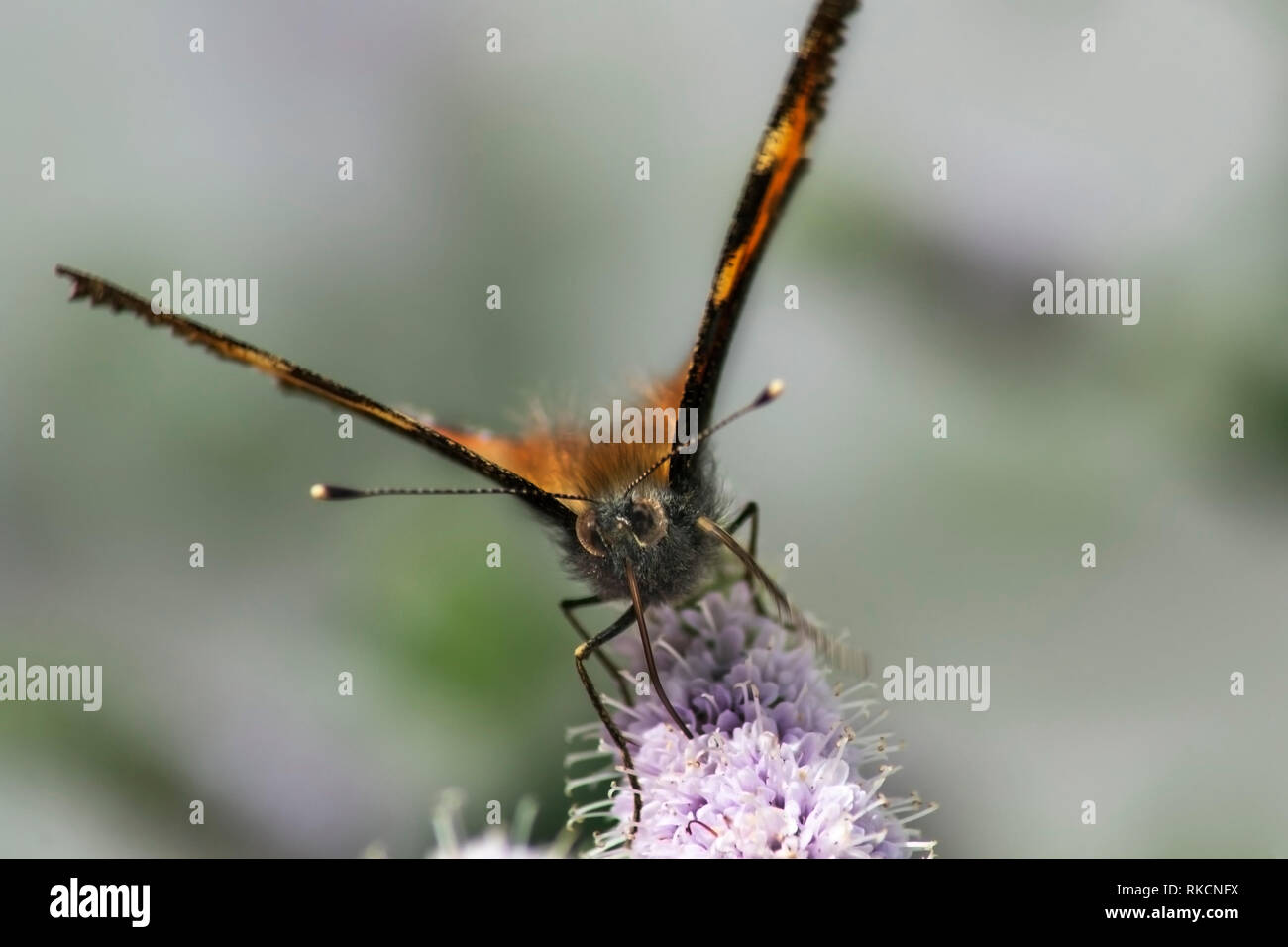 Petite écaille de l'alimentation d'un buddliea papillon fleur Banque D'Images