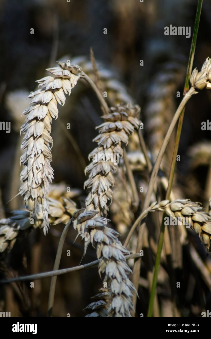 Portrait de la culture du blé dans un champ Banque D'Images