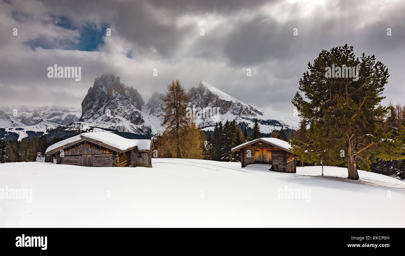 Plateau de montagne Alpe di Siusi (Seiser Alm), chalets tyroliens, conifères. Les pics de Sassolungo et Sassopiatto. Les Dolomites De Gardena. Alpes Italiennes. Banque D'Images