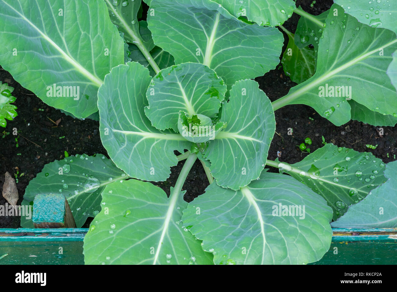 Le jardinage, la culture et les soins de plantes concept : les jeunes plants de choux blanc dans le jardin urbain. Banque D'Images