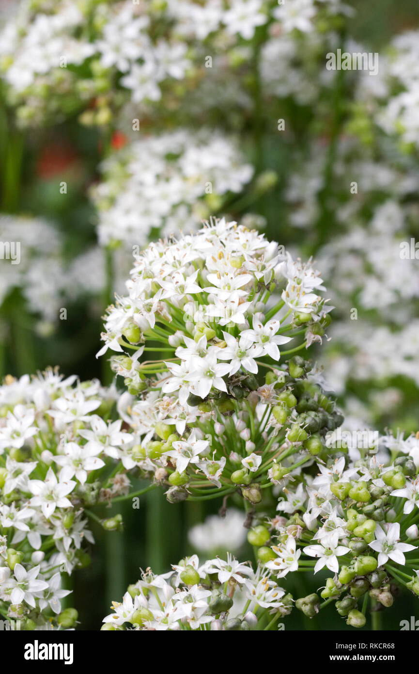 Allium tuberosum. L'ail chinois en fleurs. Banque D'Images