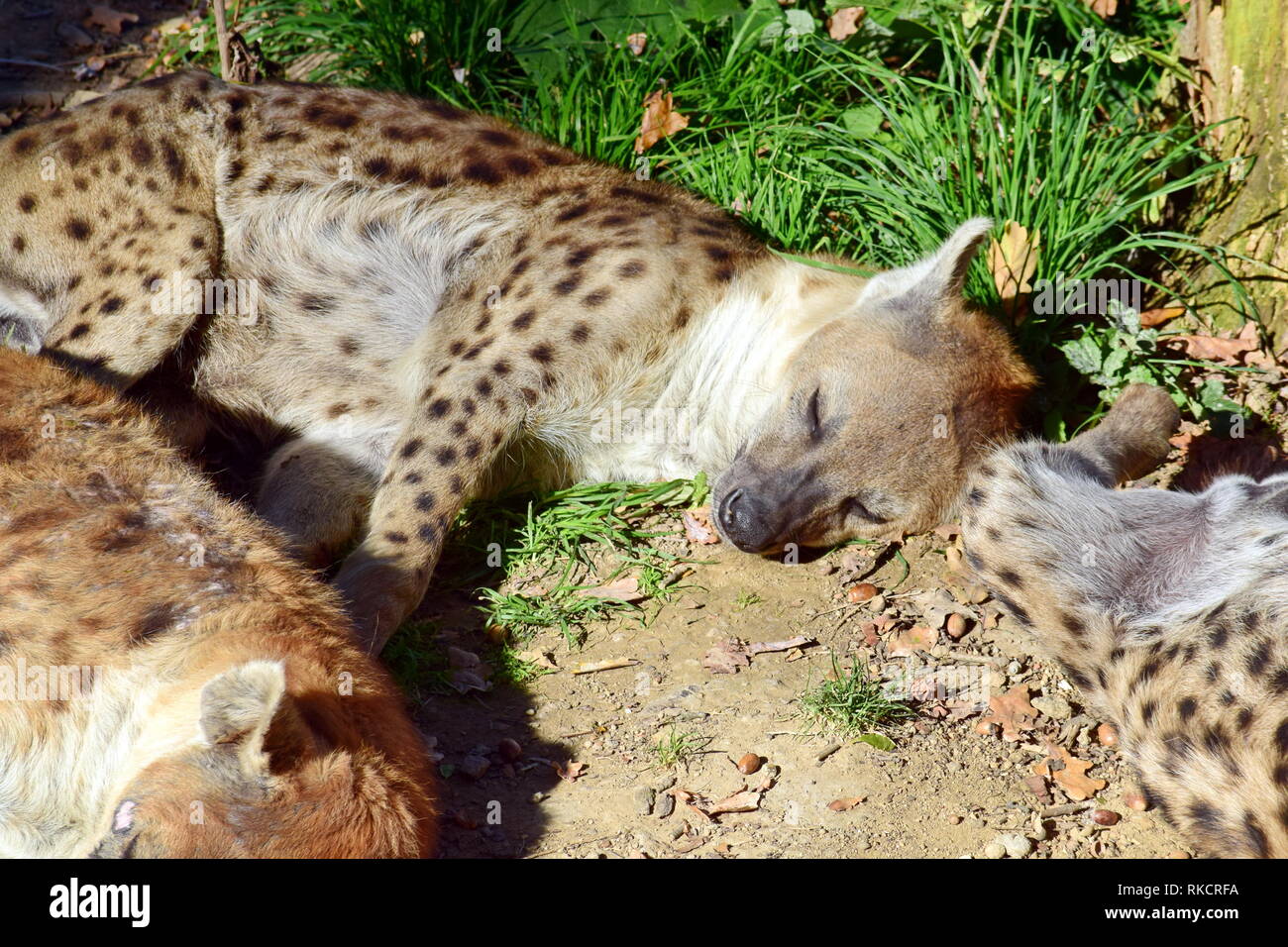 Crocuta crocuta hyène dormir couché dans la forêt Stock Photo Banque D'Images