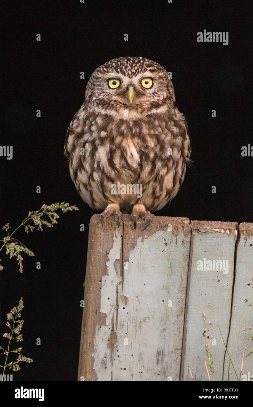 Peu d'adultes de terriers (Athene noctua) au crépuscule, Cambridgeshire, Angleterre Banque D'Images