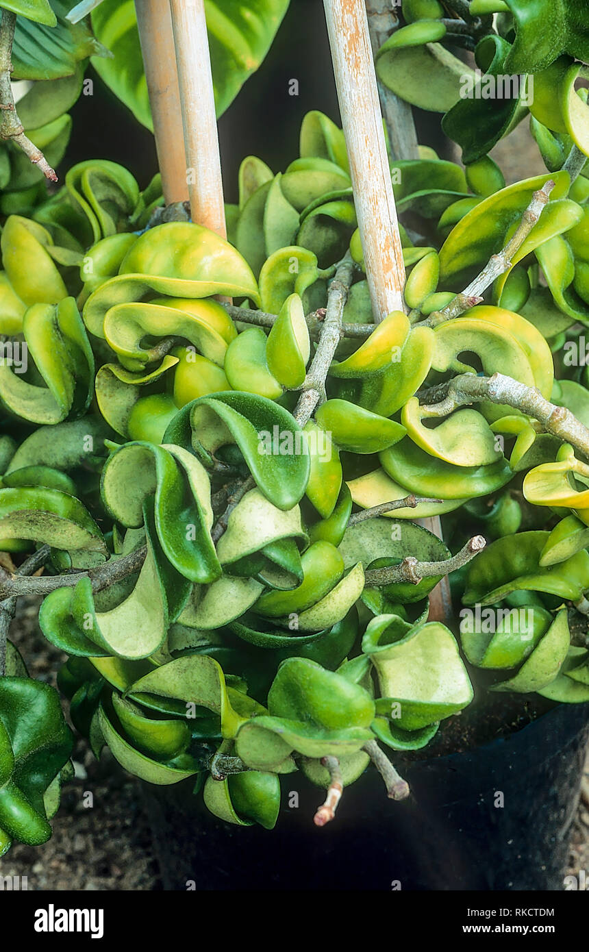 Hoya carnosa compacta grimpeur épiphytes et produit des fleurs ce parfum de nuit a feuilles charnues et fleurs cireuses de la fin du printemps jusqu'à l'automne Banque D'Images