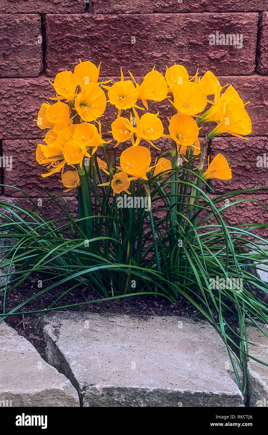 Narcissus bulbocodium jonquille ou Hoop-jupon avec beaucoup de fleurs jaune l'automne au printemps la floraison préfère un sol neutre à acide hardy pleinement Banque D'Images