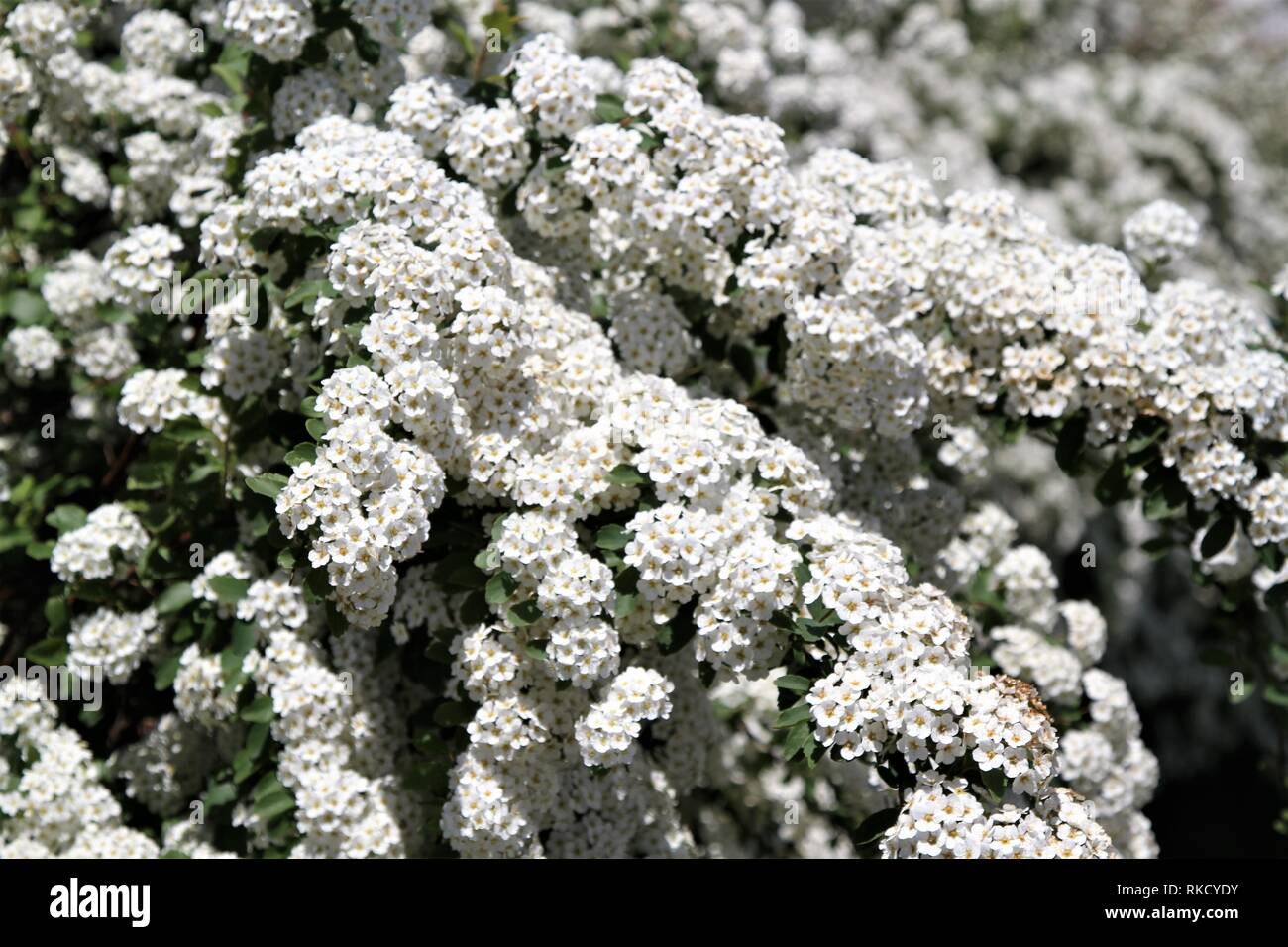 Libre de bush bush spirée en fleurs blanc Banque D'Images