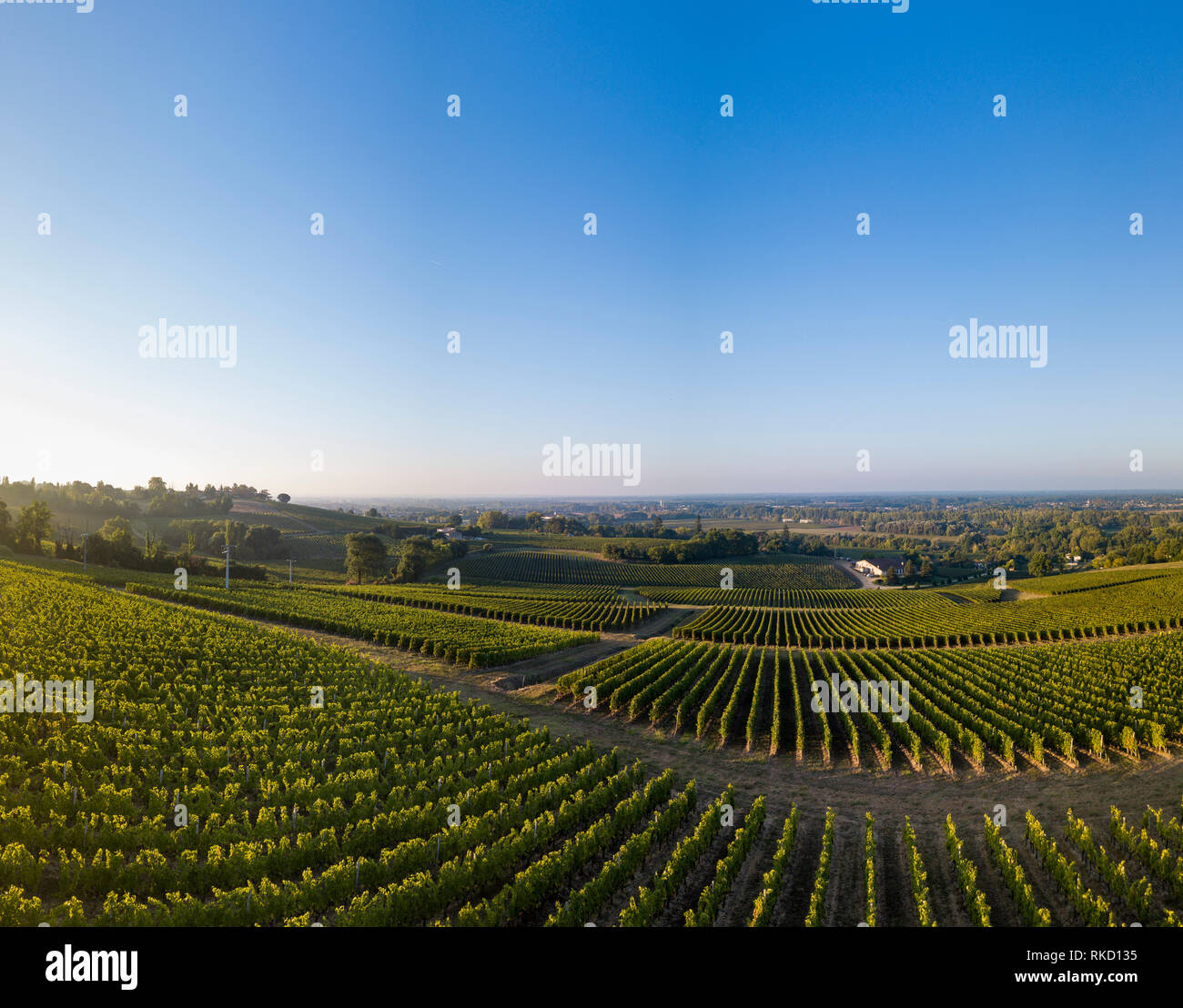 Paysage Coucher De Vignoble De Bordeaux France Europe